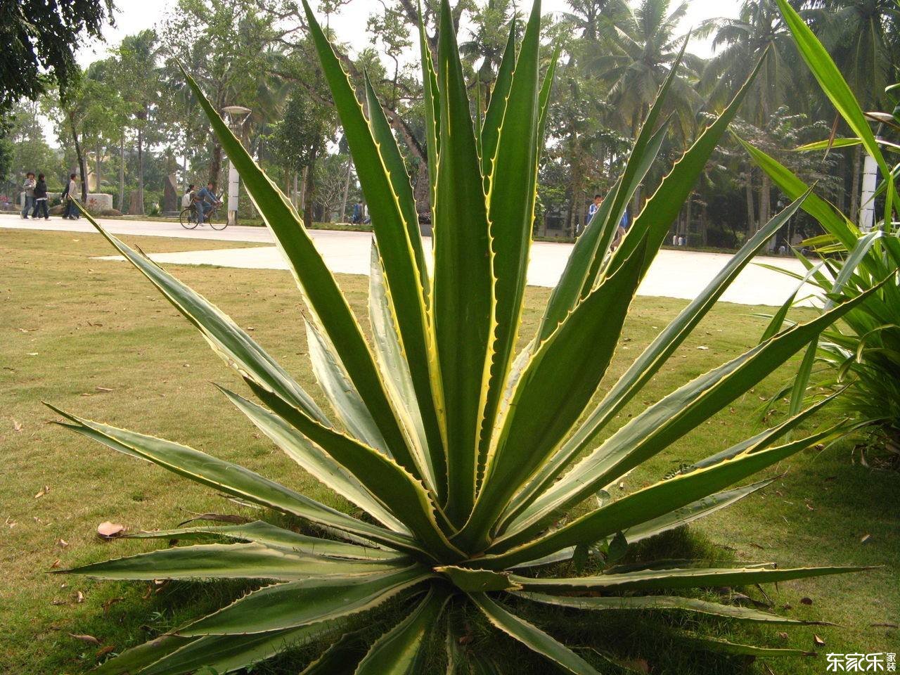 哪些植物去除甲醛效果好？