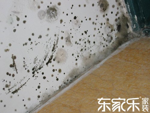 墻面為什么發霉？